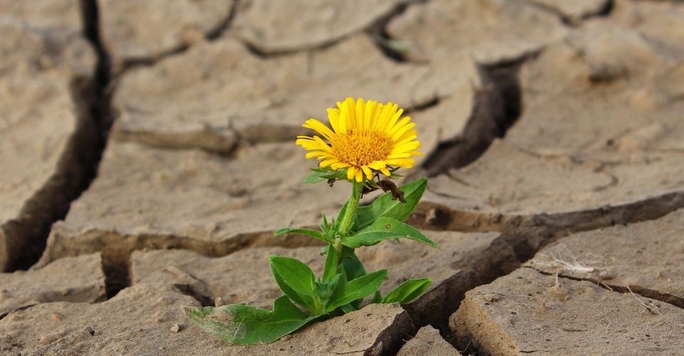 Kleine bloem breekt door dorre aarde heen – beeld van hoe oude patronen je kunnen beschermen, maar je ook kunt kiezen voor groei.