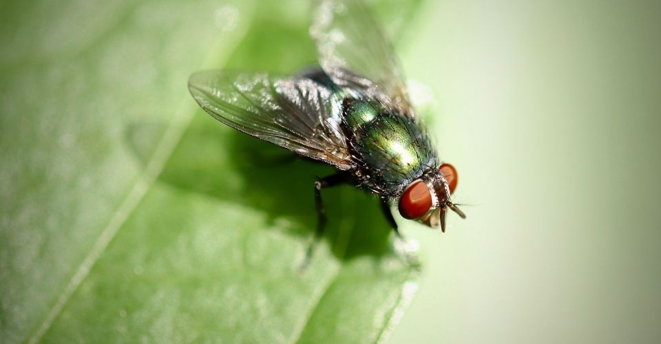 Glinsterende vlieg met rode ogen op een groen blad – beeld van afstand nemen om helderheid te krijgen wanneer je emotioneel vastzit.