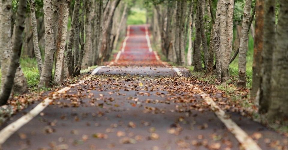 Lang, kronkelend pad bedekt met herfstbladeren – symbool voor de moeizame weg van verandering en de invloed van oude overlevingsstrategieën.