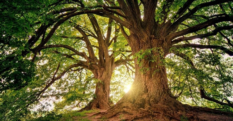 Drie grote bomen in het zonlicht als metafoor voor verschillende manieren van omgaan met rouw en verlies